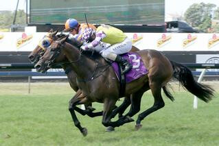 Surely Sacred (NZ) claimed victory in the Group 2 Schweppes Avondale Guineas. Photo: Trish Dunell